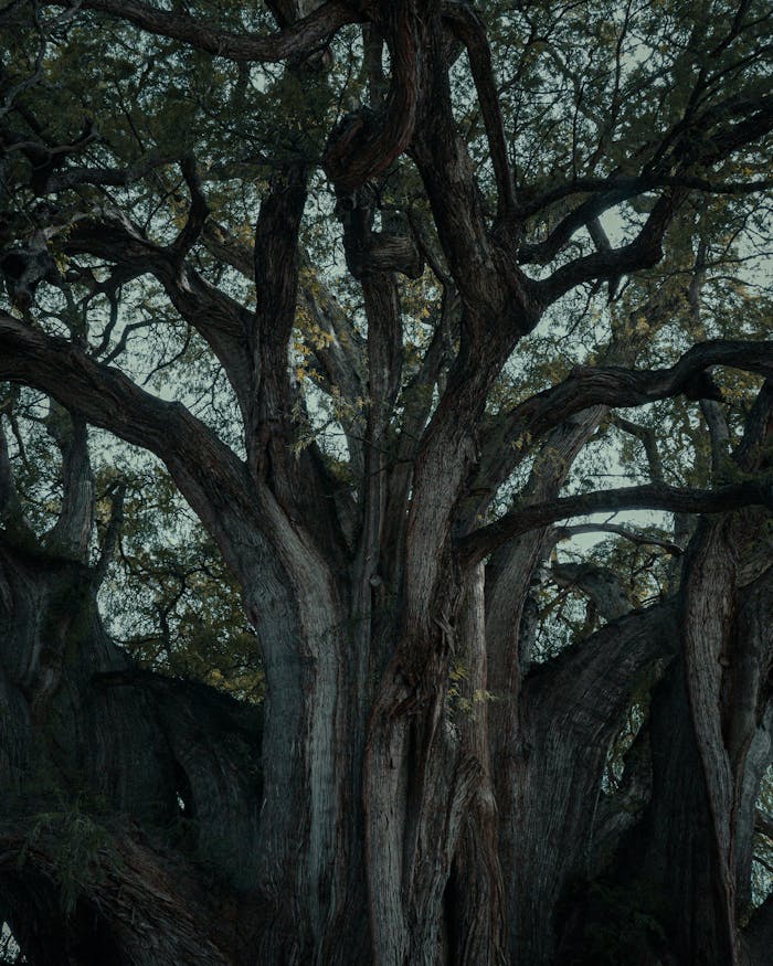 Majestic Ahuehuete tree with intricate branches in Oaxaca, Mexico.
