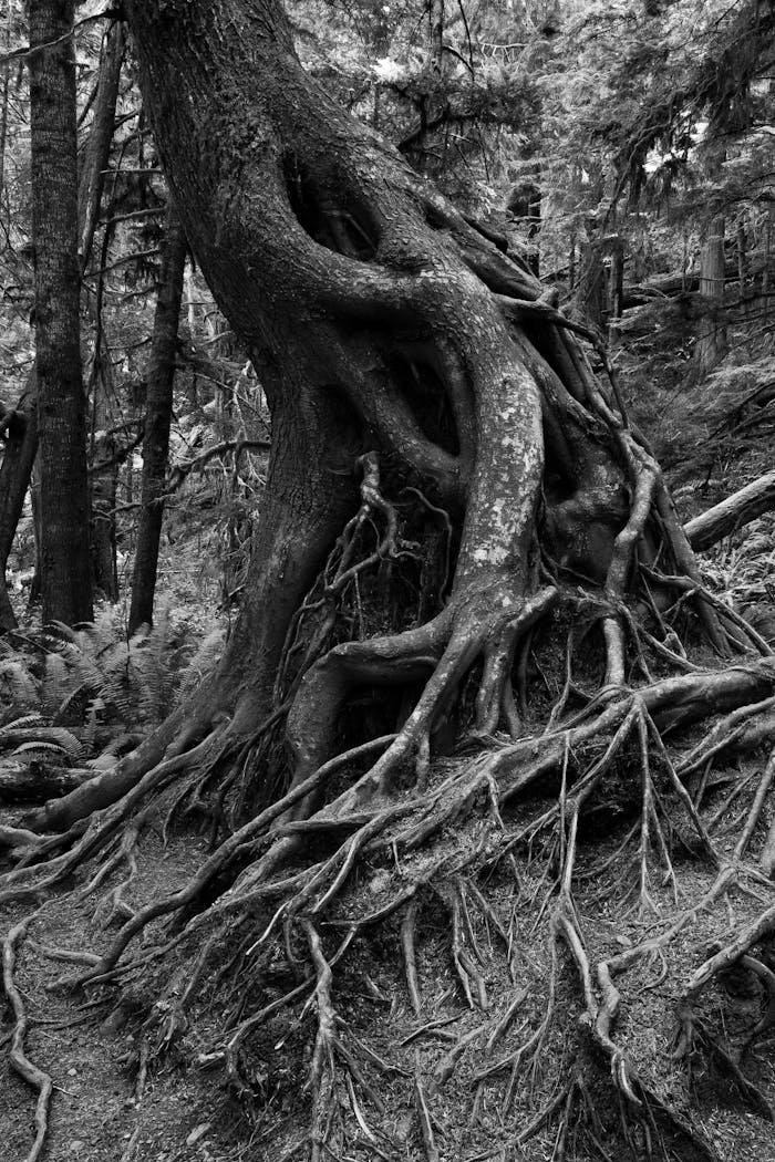 A dramatic black and white image of a forest tree with large, exposed roots, emphasizing nature's strength.